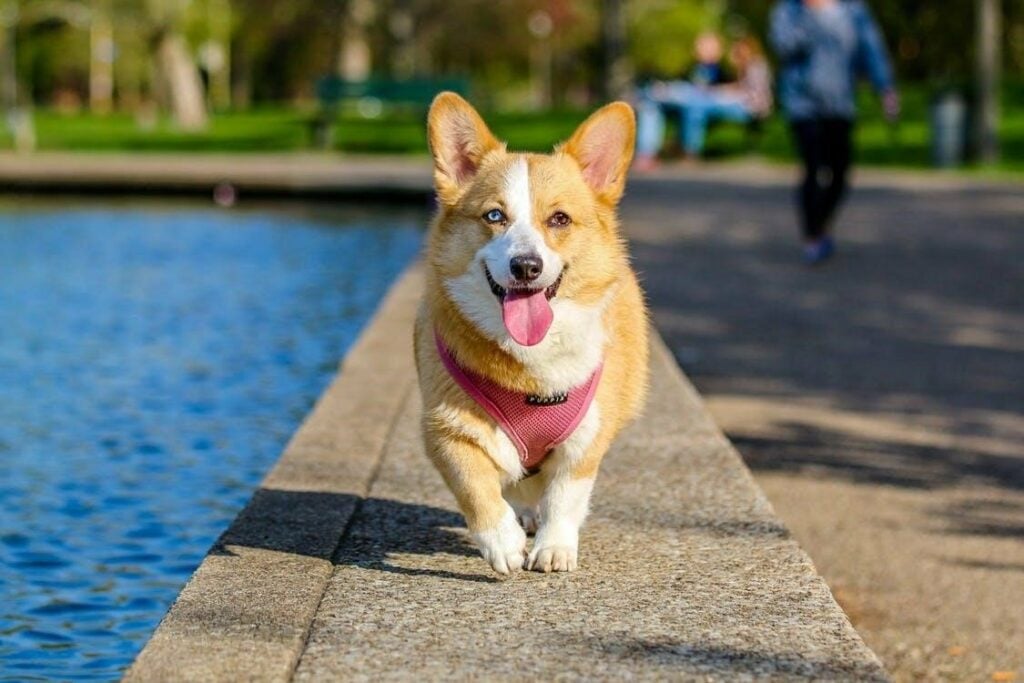 Corgi running next to pool