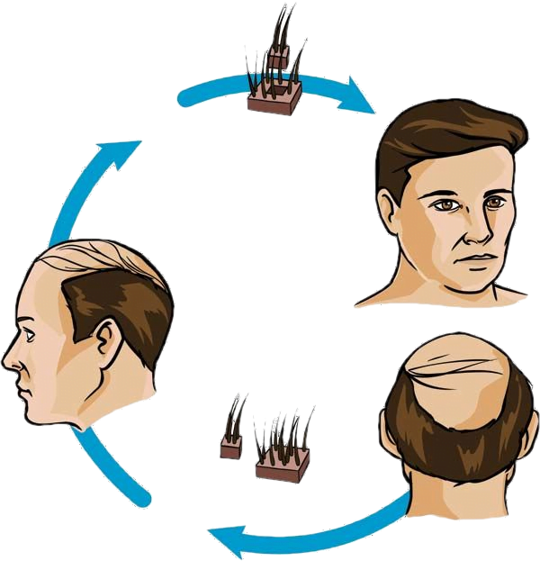 fue hair cycle